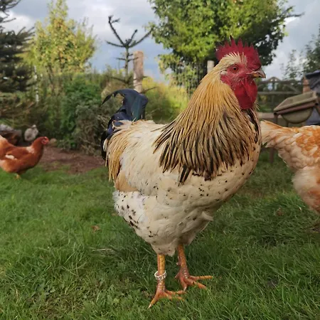 別荘 Hof Margarethental